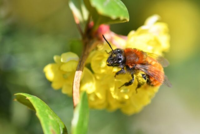 christels-bee-10189265