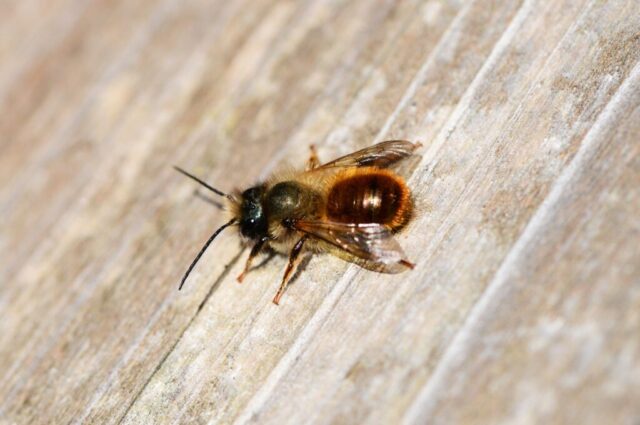 pollydot-red-mason-bee-326770